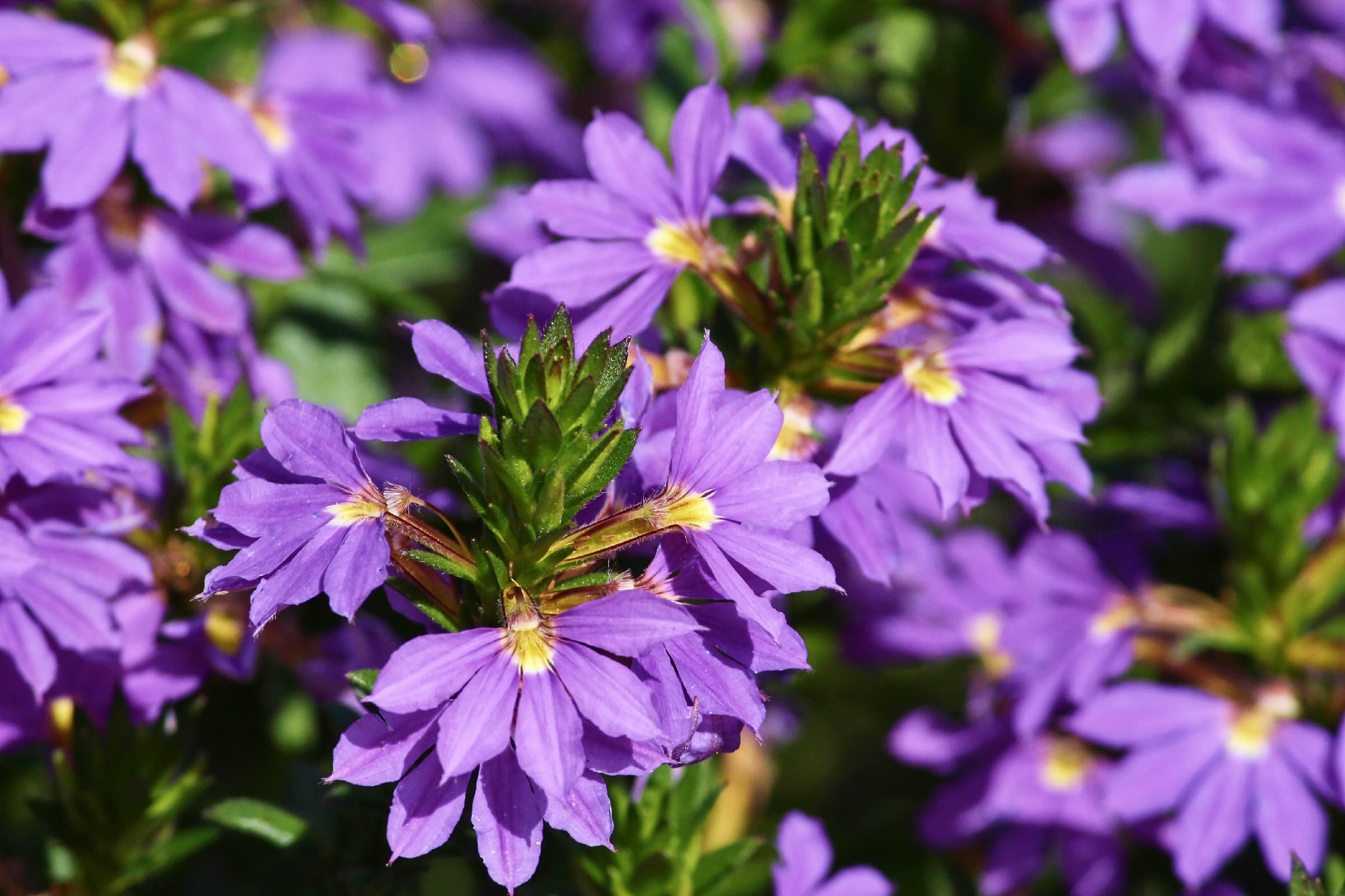 A close up of a couple of fan flowers. Each petal is a delicate purple color with a yellow center.